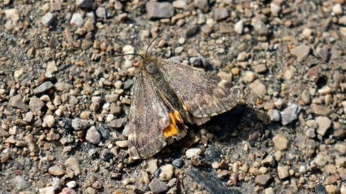 Boudinotiana notha
